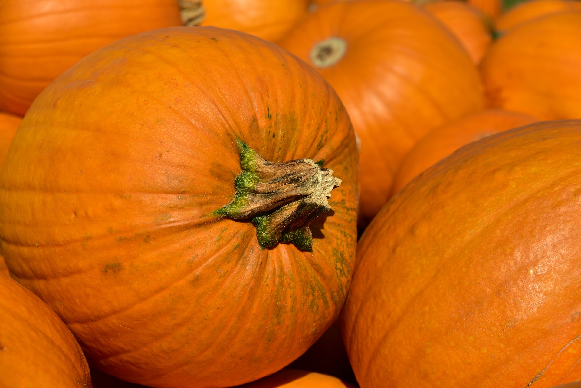 Pumpkins in a pile